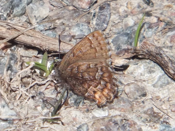 Eastern Pine Elfin
