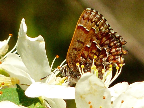 Eastern Pine Elfin