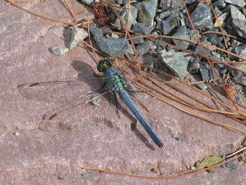Eastern Pondhawk Dragonfly