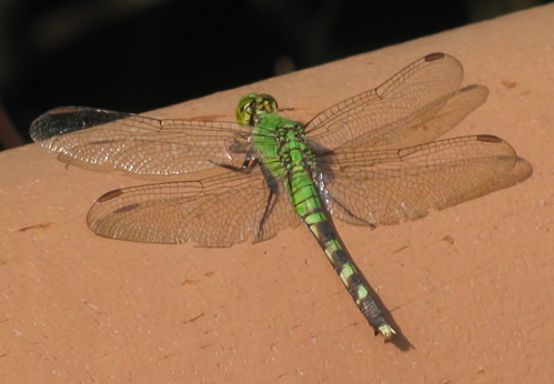 Eastern Pondhawk Dragonfly