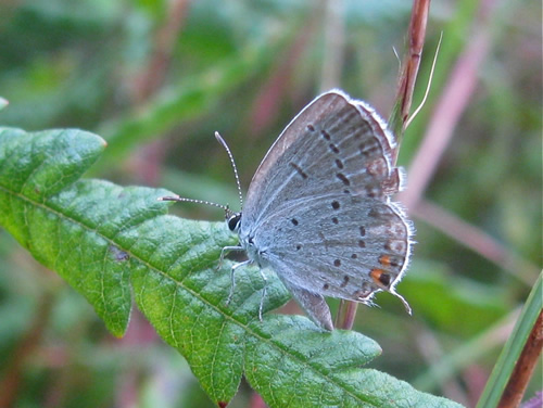 Eastern Tailed Blue Butterfly