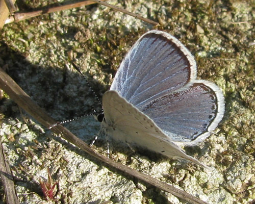 Eastern Tailed-Blue Butterfly