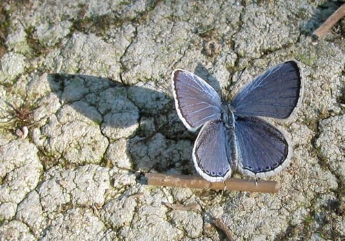 Eastern Tailed-Blue Butterfly