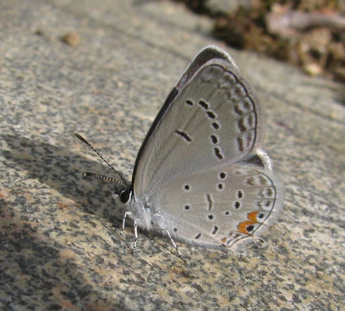 Eastern Tailed-Blue Butterfly