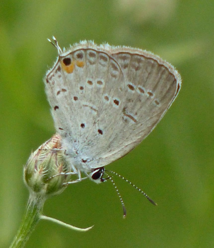 Eastern Tailed-Blue Butterfly