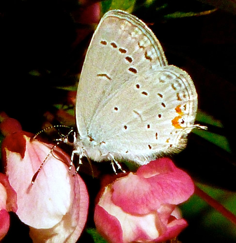 Eastern Tailed-Blue Butterfly