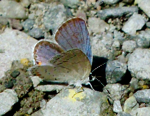 Eastern Tailed-Blue Butterfly
