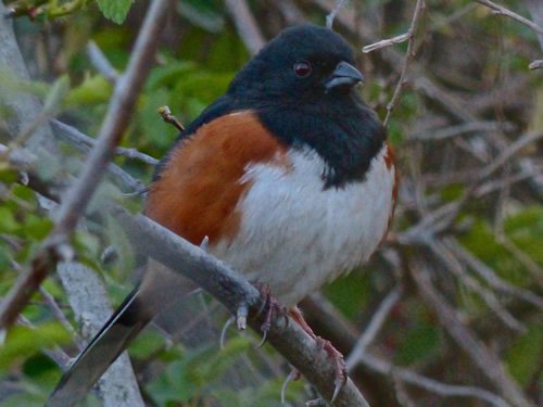 Eastern Towhee