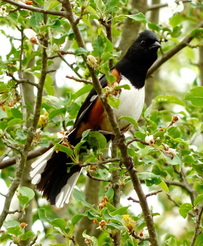 Eastern Towhee