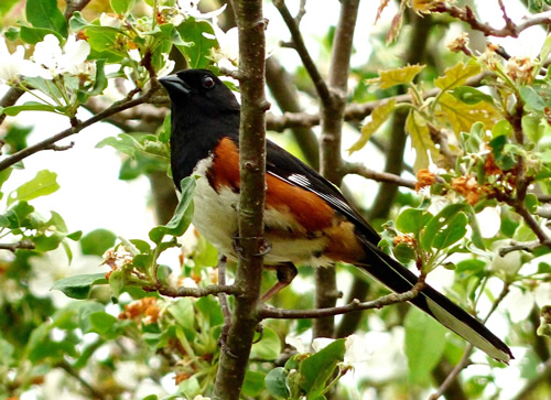 Eastern Towhee