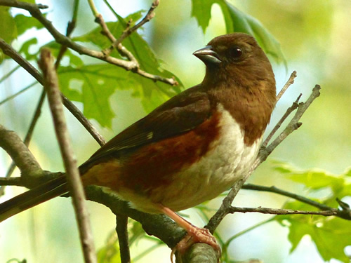 Eastern Towhee