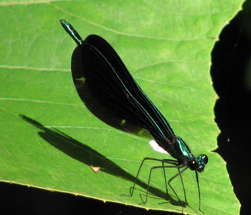 Ebony Jewelwing Dragonfly