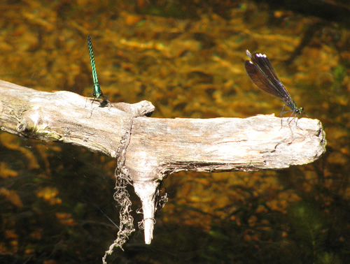 Ebony Jewelwing Dragonfly