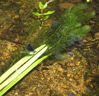 Ebony Jewelwing Dragonfly