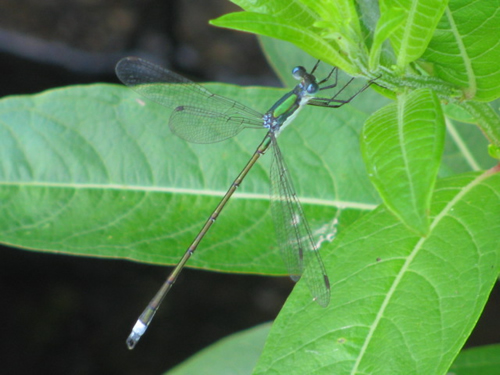 Elegant Spreadwing Damselfly