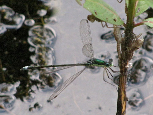 Elegant Spreadwing Damselfly