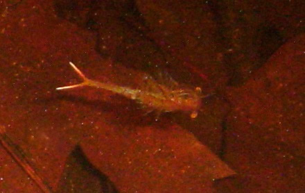 Fairy Shrimp