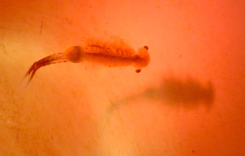 Fairy Shrimp