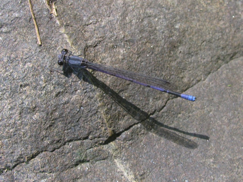 Familiar Bluet