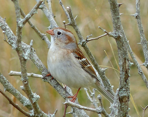 Field Sparrow