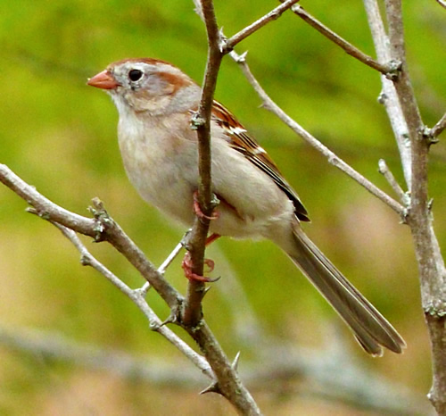 Field Sparrow