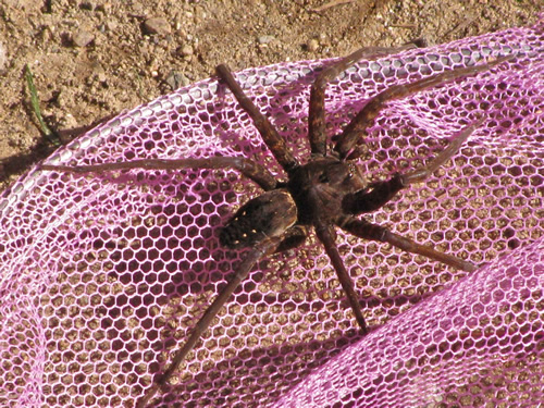 Fishing Spider