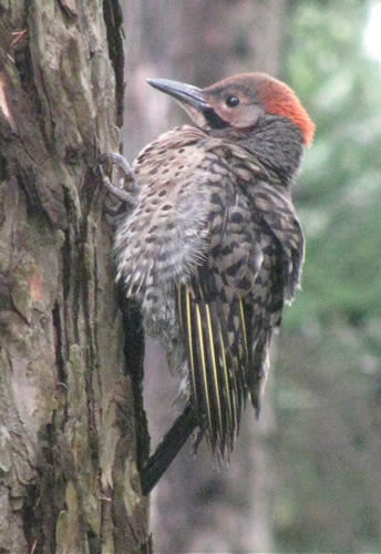 Flicker Fledgling