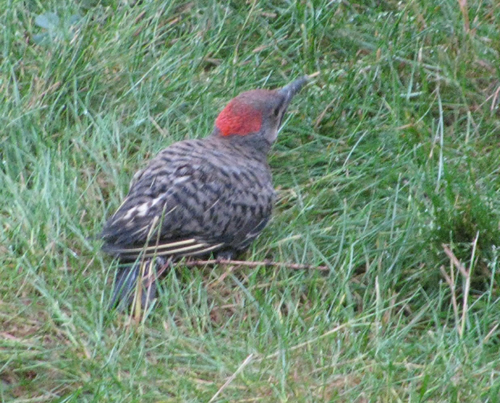 Flicker Fledgling