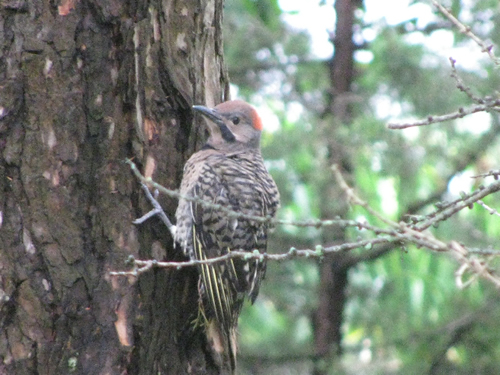 Flicker Fledgling