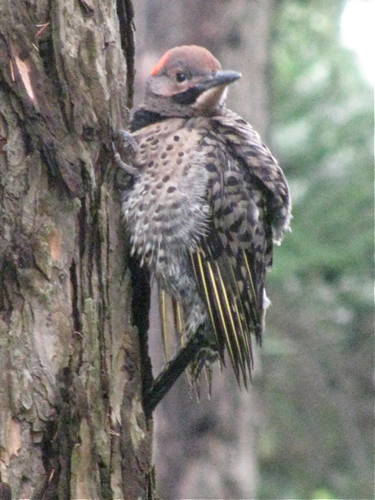 Flicker Fledgling