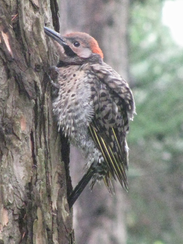 Flicker Fledgling