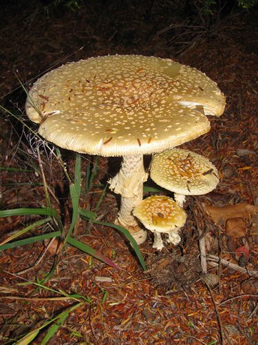 Fly Agaric Mushroom