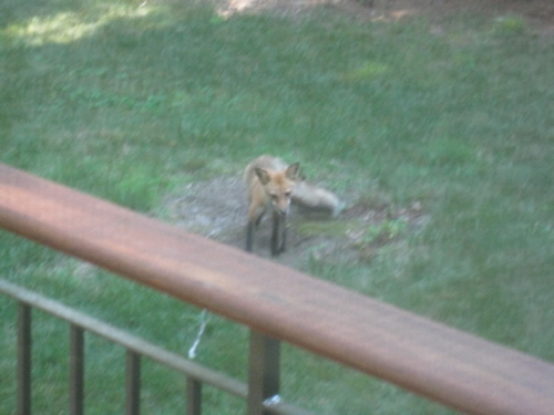 Red Fox