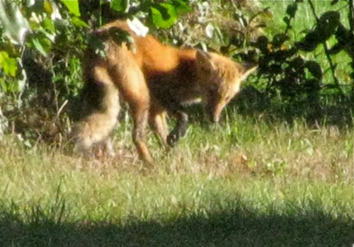 Red Fox