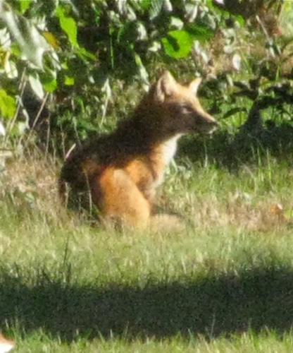 Red Fox