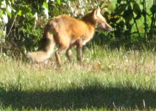 Red Fox