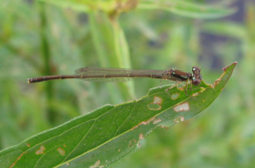 Fragile Forktail Damselfly