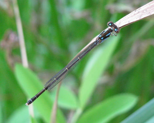 Fragile Forktail Damselfly