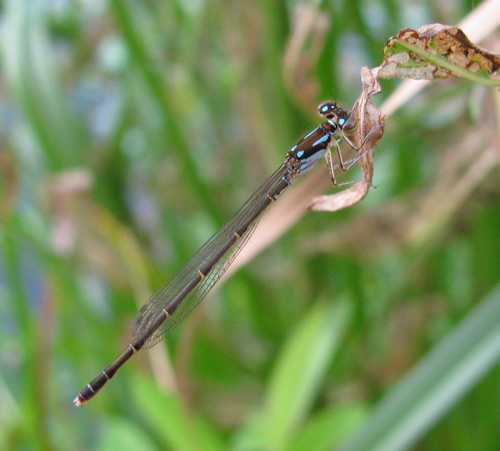 Fragile Forktail Damselfly