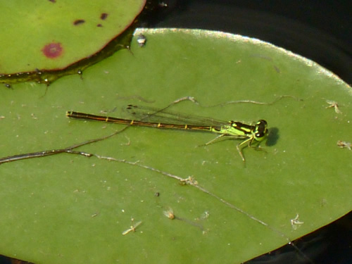 Fragile Forktail Damselfly