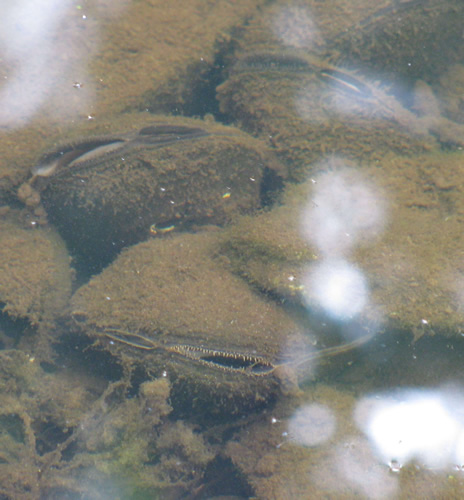 Freshwater Mussel