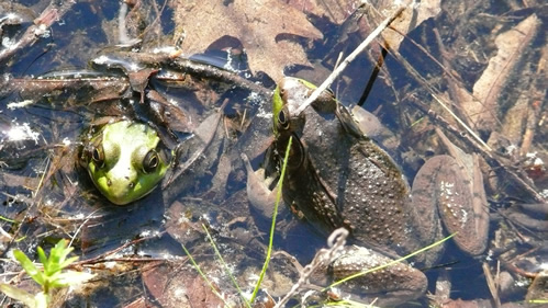 Green Frogs