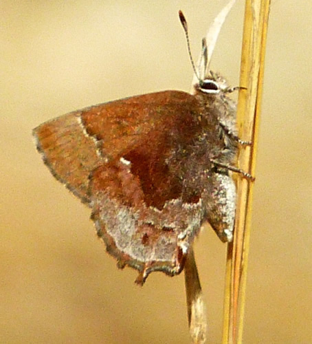 Frosted Elfin Butterfly
