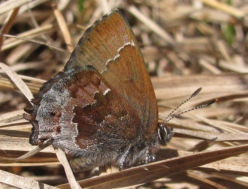 Frosted Elfin Butterfly