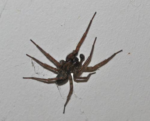 Funnel Weaver Spider