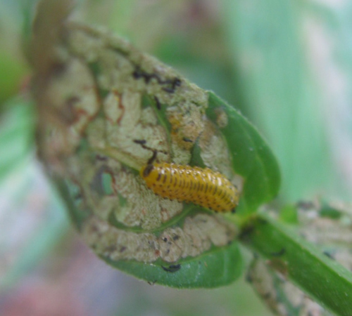 Galerucella Beetle Larva