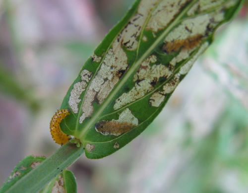 Galerucella Beetle Larva