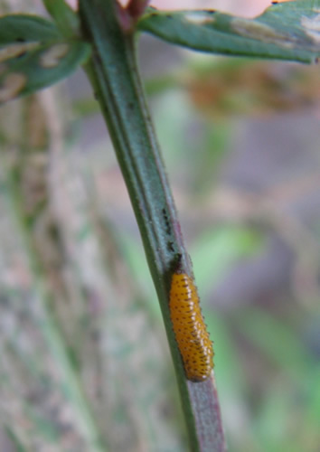 Galerucella Beetle Larva