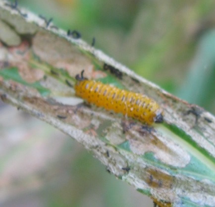 Galerucella Beetle Larva