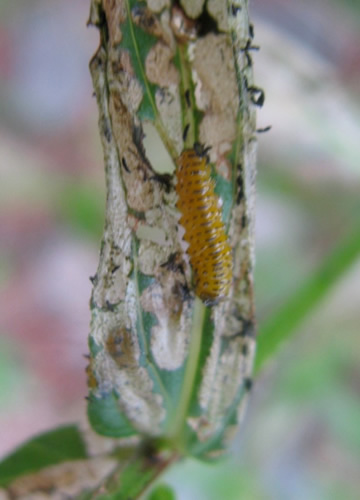 Galerucella Beetle Larva